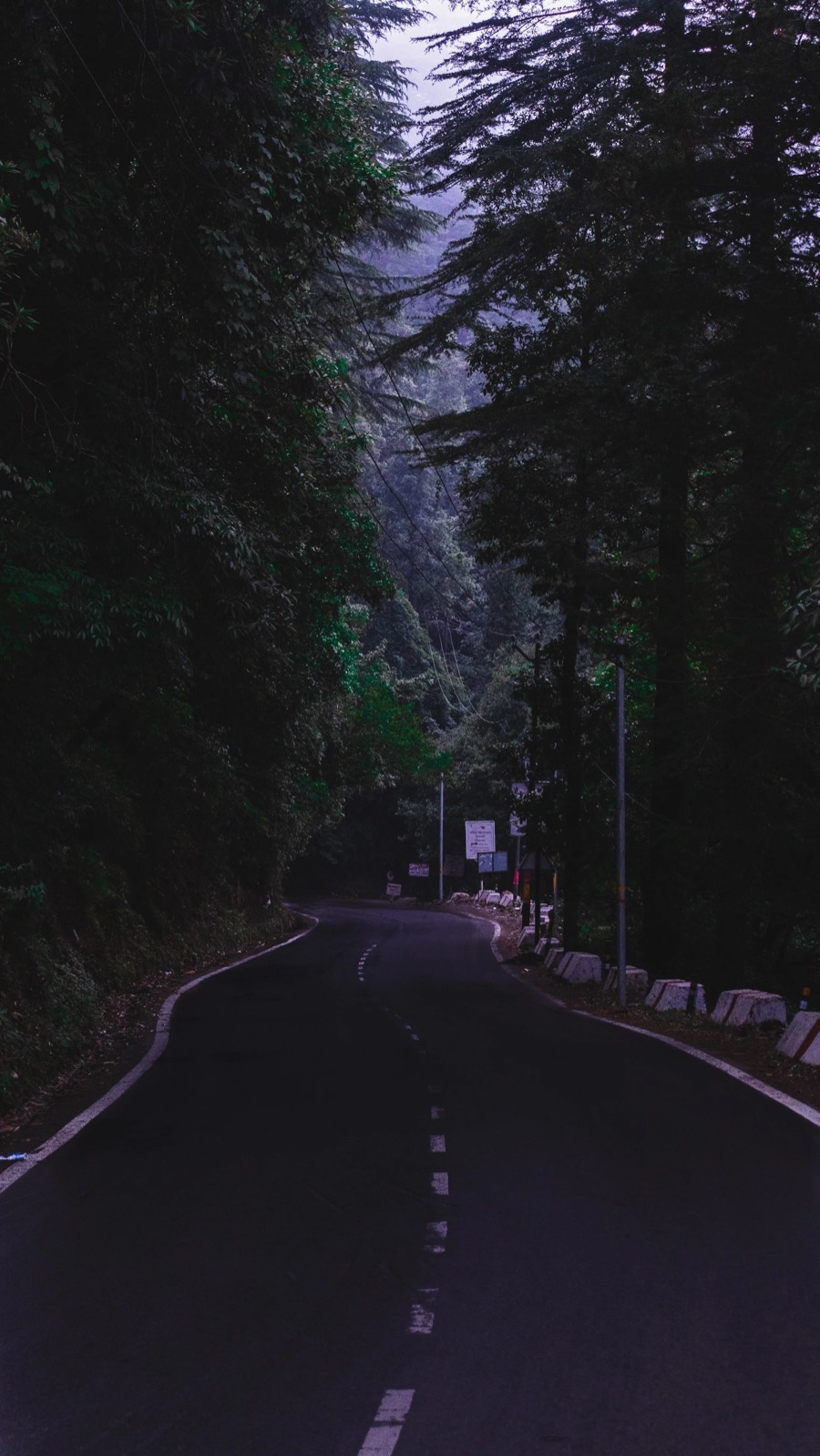 Empty two-lane road curving into dense conifer forest on a hillside under low evening light