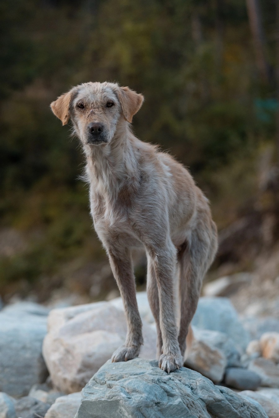 Pale short-coated stray dog standing alert on grey riverbed boulders, forested slope soft behind