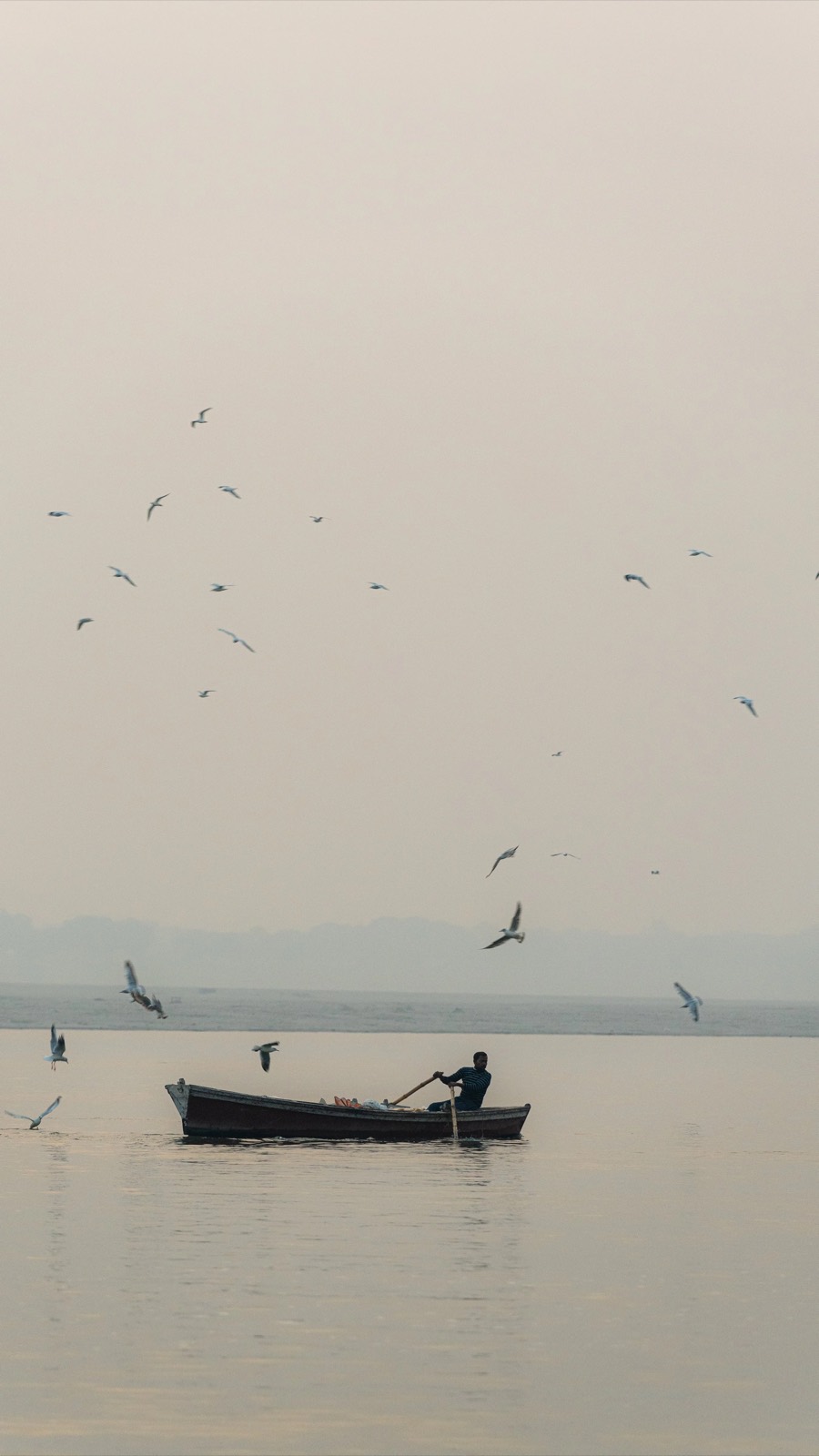Boatman rowing through a swirl of gulls on a still stretch of the Ganges, Varanasi's far bank in mist